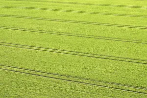 Elevated Farm Field View Prints: Tracks of a tractor in winter wheat fields