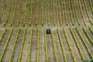 Grapevine Cultivation Italy Prints: Tractor in vineyard in springtime