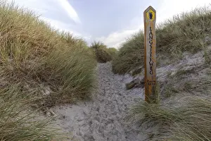 Northern Germany Nature Reserves Prints: Trail to the beach, Marram Grass
