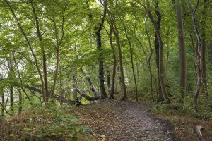 Rgen Island Nature Reserve Prints: Trail through the beech forest on Nordperd