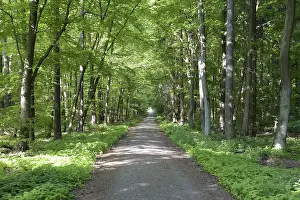 Forest Track Photography Prints: Trail, forest trail, forest, spring