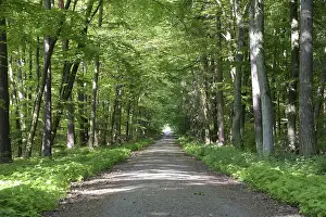 Beech Forest Scenery Prints: Trail, forest trail, forest, spring