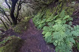Deserted Forest Path Prints: Trail through the laurel forest
