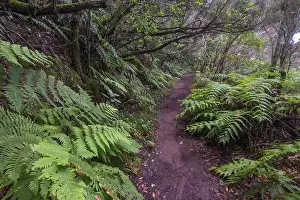 Deserted Forest Path Prints: Trail through the laurel forest