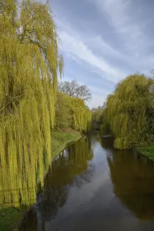 Deciduous Tree Water Reflection Prints: Tranquil stream surrounded by weeping willows reflected in the water