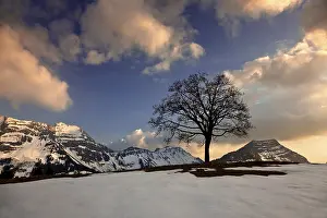 Swiss Alps Sunset Prints: Tree in the Alpstein mountain range at sunset