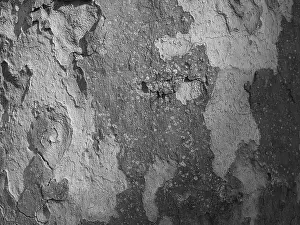 Central Europe Background Image Prints: Tree bark as background, abstract structure
