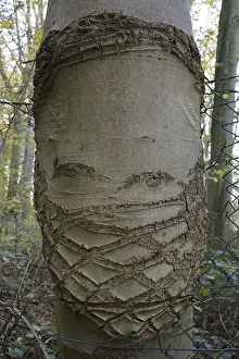 Prints of Tree bark characterised by wire mesh, Dortmund, North Rhine-Westphalia, Germany Dortmund Prints: Tree Bark Print - Dortmund, Germany