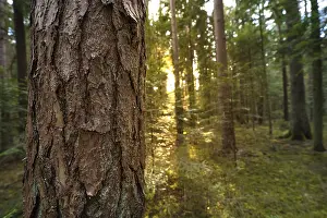 Black Forest Photography Prints: Tree bark in focus in the Black Forest