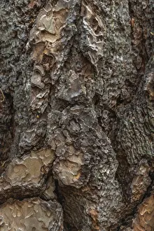 UNESCO World Heritage Site USA Prints: Tree bark forms an intricate pattern of rugged