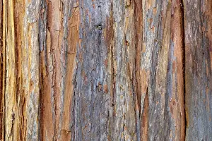 Close Up Nature Images Prints: Tree bark, Structures, Background