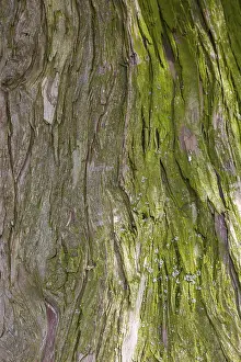 Tree Bark Texture Prints: Tree bark, tree trunk, background
