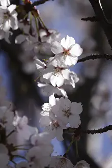 Spring In Germany Prints: Tree blossom in spring, Germany