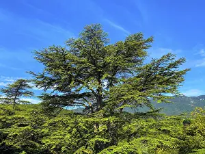 No People In Frame Prints: Tree Top Against Blue Sky