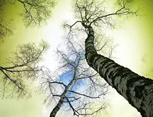 Wooded Landscape Prints: Tree on blue sky