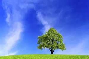 Deciduous Tree Photography Prints: Tree on blue sky