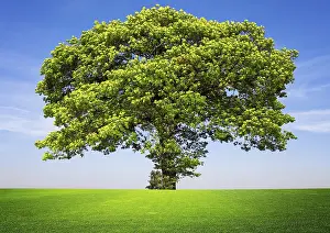 Framed Print : Tree on Blue Sky Print Framed Print : Tree on Blue Sky Print