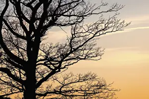 Empty Evening Landscape Prints: Tree branches on a leafless tree in silhouette at sunset