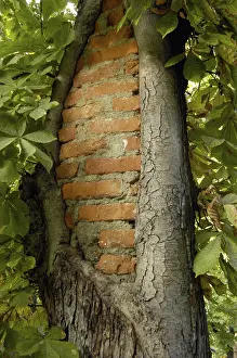 Natural Environment Prints: Tree branches after tree pruning