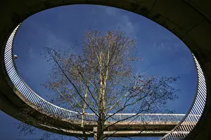 Deserted Bridge Scene Prints: The tree in the bridge