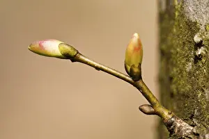 Springtime Nature Shots Prints: Tree buds