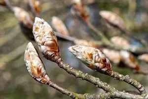 No People In Nature Scene Prints: Tree buds swelling on branches