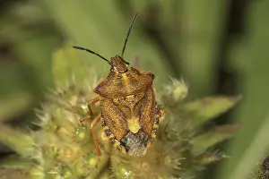 Nature Images Europe Prints: Tree bug (Carpocoris) on a wilted flower