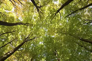 Beech Forest Germany Prints: Tree canopies of a beech forest