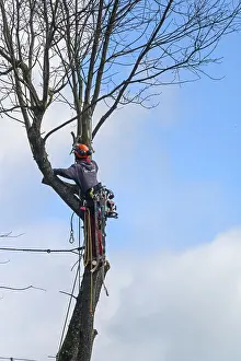 German Timber Industry Prints: Tree climbers cutting in a tree