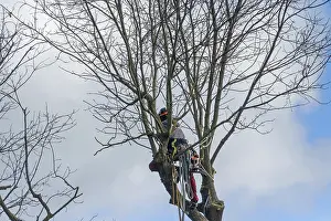 Prints of Tree climbers cutting in a tree, Eckental, Middle Franconia, Bavaria, Germany Sport Prints: Tree Climbers Cutting in a Tree Print, Eckental, Germany