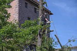 Southern Germany Recreational Activity Prints: Tree climbers working on a tree
