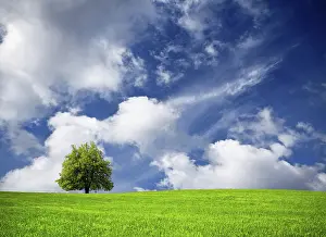 Oak Tree Landscape Prints: Tree and cloudy sky