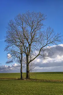 Deserted Tree Scene Prints: Tree in December