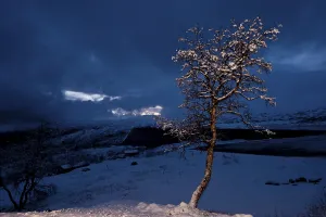 Snowy Scandinavian Landscape Prints: Tree at dusk at the start of winter