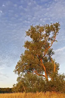 German Wetland Landscape Prints: Tree in evening light in the Elbe floodplain