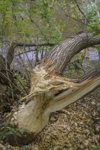 Timber Industry Europe Prints: Tree felled by a beaver on the Triesting