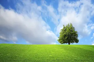 Oak Tree Photography Prints: Tree on the field
