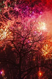 No People Fireworks Display Prints: Tree fireworks