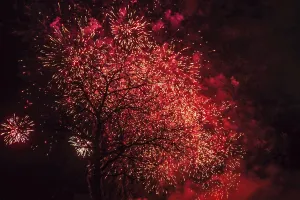 Colorful Pyrotechnics Display Prints: Tree fireworks