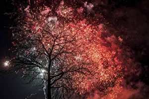 No People Fireworks Display Prints: Tree fireworks