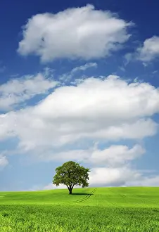 British Countryside Prints: Tree on green field