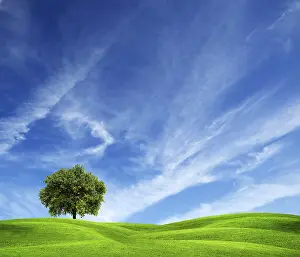 Empty Grass Field Prints: Tree on green field