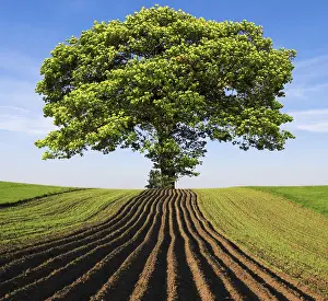 Deciduous Oak Tree Prints: Tree on the hill