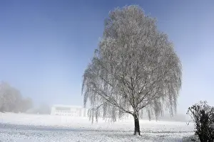 Deserted Winter Landscape Prints: Tree with hoarfrost