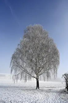 Deserted Winter Landscape Prints: Tree with hoarfrost
