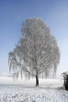 Deserted Winter Landscape Prints: Tree with hoarfrost