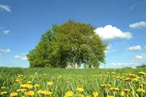 Dandelion Meadow Prints: Tree in landscape