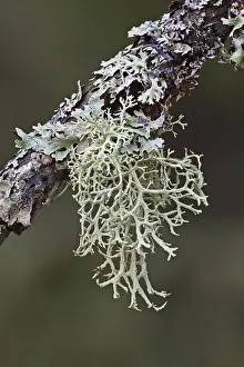Plant Identification Guide Prints: Tree lichen