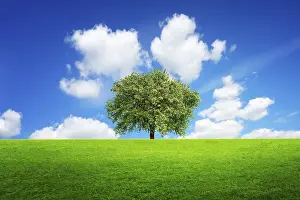 Uninhabited Agricultural Land Prints: Tree of life