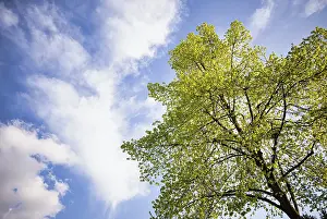 Springtime In Central Europe Prints: Tree, lime tree, clouds, sky, spring